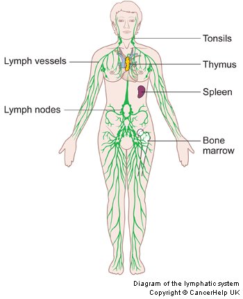 Lymphatics in Cancer