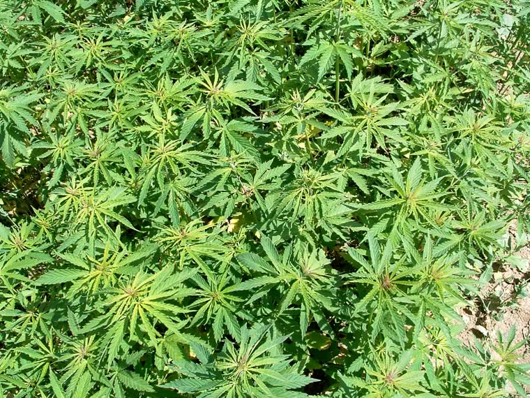Medical Marijuana Organic Garden